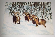 DJH Mufflon Muffelwild Schnee