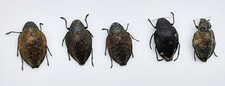 Buprestidae, 5x Polybothris