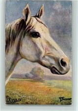 10528710 arabischer vollblut - 10528710,