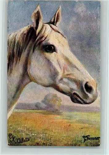 10528710 arabischer vollblut - 10528710,