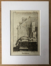 1791 Kupferstich Polkatze