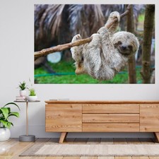 Faultiere im Rettungszentrum