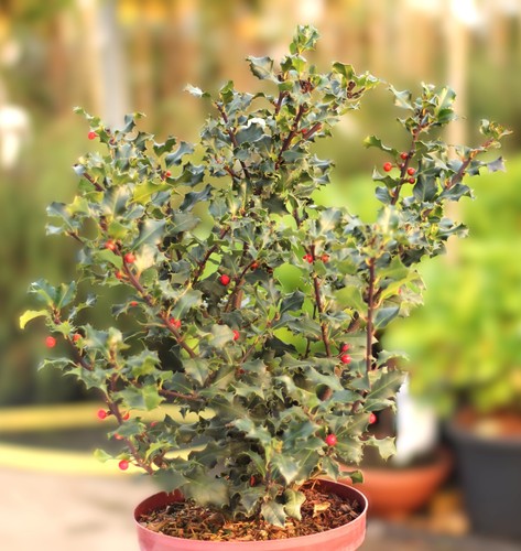 Stechpalme ilex meserveae blue - stechpalme,