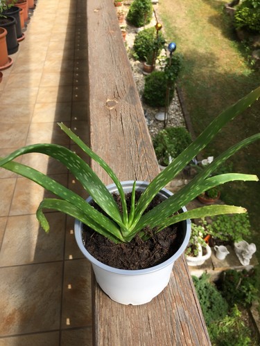 Echte aloe vera heilpflanze - echte,