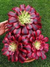 Sale1638 aeonium pink medusa - pink,