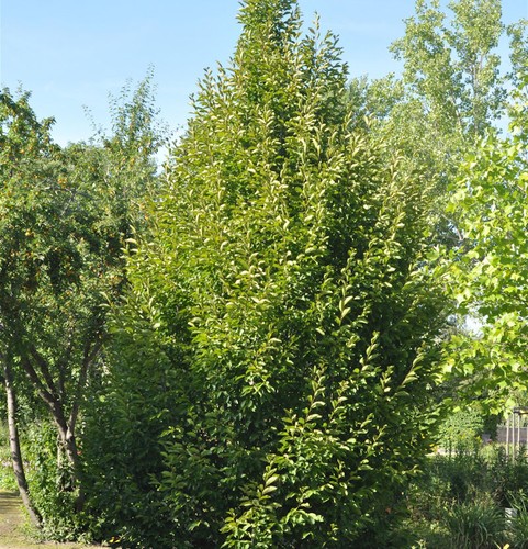 Säulen hainbuche 125 150cm - säulen, 125-150cm