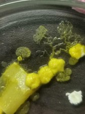 Stck blob gelber - stck.,