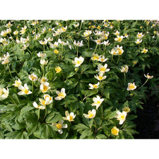 Anemone nemorosa -
