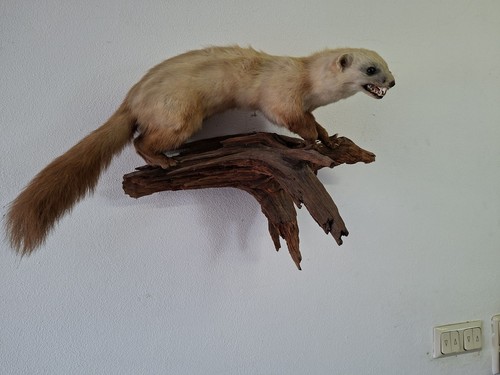 Kapitaler steinmarder - kapitaler,