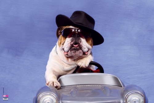 Schreibtischunterlage hund - hund, im