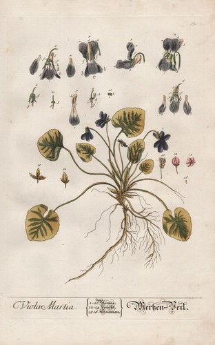 Viola odorata duftveilchen - viola,