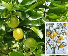 2 winterharte Bergzitrone Bäume schnellwüchsige Pflanzen ein Baum für den Garten