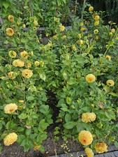 Gelbe Dahlien Knollen,  Pompon