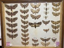 Schmetterlinge Schaukasten Nachtfalter Schwärmer Entomologie