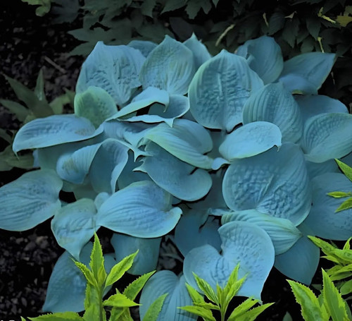 Hosta fragrant blue - 1x,