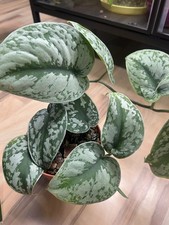 Scindapsus Pictus / Gefleckte