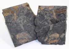 Schwertschwanz, Euproops