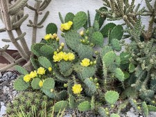 Opuntia engelmannii,  28 cm