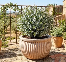 Pflanzkübel blumentopf antik - blumentopf,