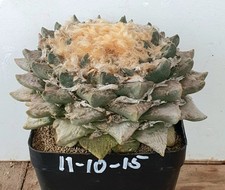 Ariocarpus furfuraceus aus den 70gern 17-18cm, on own roots (11-10-15)