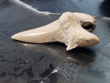 5,2 cm dolchförmiger Zahn des