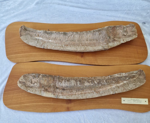 Fische fossil vinctifer - xl,