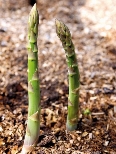 Grüner spargel samen - grüner,