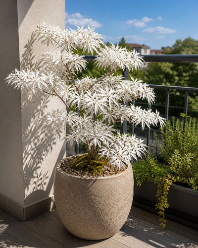 80002702 acer palmatum - 80002702,