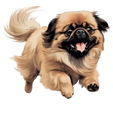 6x stickers Pekingese car