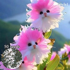 50Pcs Süße Chat -Chat -Samen Süße Orchideen Samen Bonsai -Pflanzen Für Den ψ