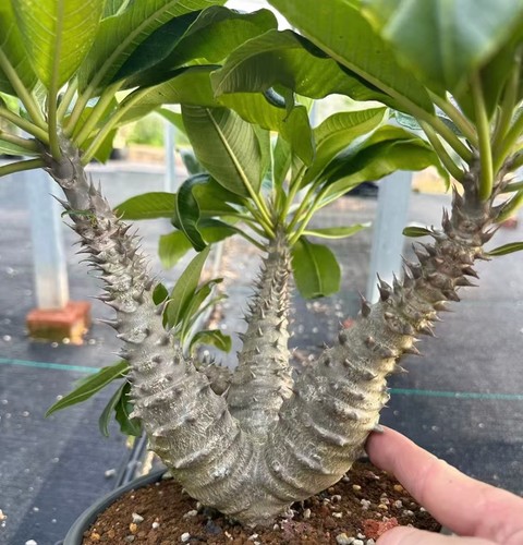 Sale rare cacti plant - sale,