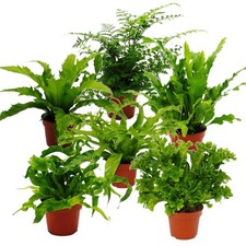 Asplenium besondere Farn-Sorten fürs Zimmer Nestfarn 12cm Topf ca. 25cm  hoch