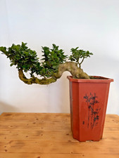 Bonsai ficus microcarpa - bonsai,