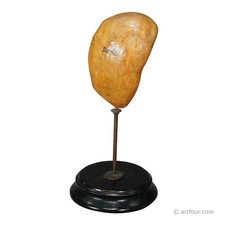 Antikes Lehrmodell der Fettmilz, ca. 1900