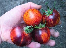 Tomatensamen - QUEEN OF THE NIGHT - Königin der Nacht - 10 Samen aus 2025