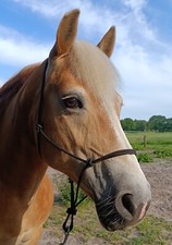 Knotenhalfter - Made in