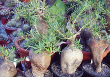 Pachypodium succulentum