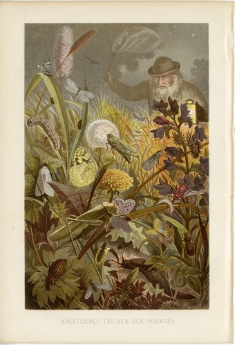 Insektenwiese nachtinsekten - insektenwiese,