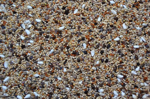 Graf neophema agaporniden - neophema,