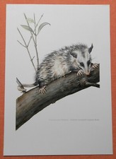 Opossum  Virginia-Opossum Didelphis virginiana  Beutelratte    Farbdruck 1958