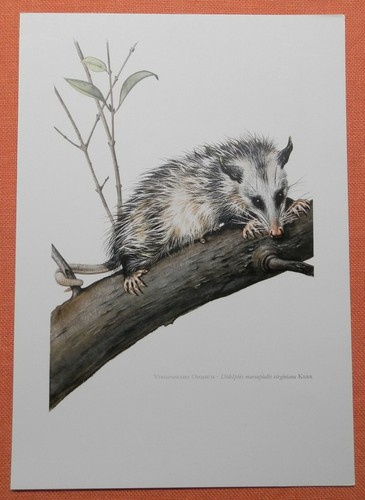 Opossum virginia - opossum,