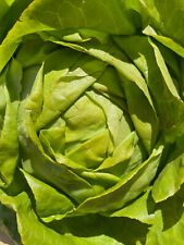 Winterbutterkopf Kopfsalat zur Winterernte alte Sorte von 1895 Winter-Butterkopf