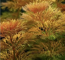 🐠Aquariumpflanzen – 5x