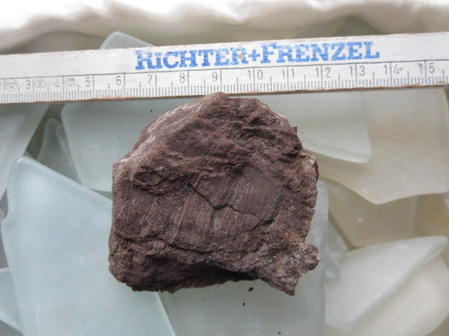 Fossiles verkieseltes holz - fossiles,