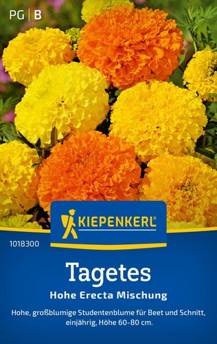 Kiepenkerl tagetessamen hohe - kiepenkerl,
