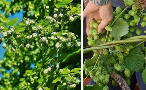 Hopfen exotische duftende