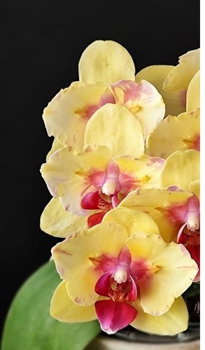 Orchidee phalaenopsis phal - orchidee,