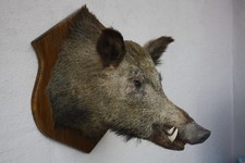 Tierpräparat Keiler