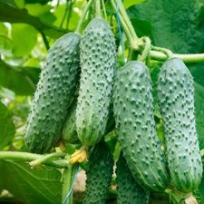 Gurken Kurazh F1 Samen