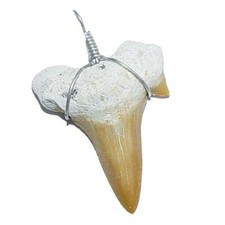 Haifisch zahn fossil - haifisch,